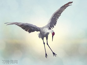 《感鹤》白居易古诗原文翻译及鉴赏